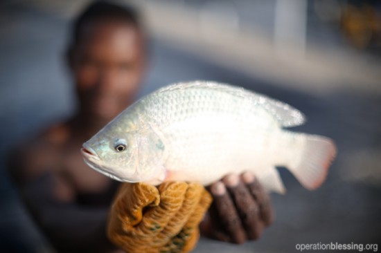 オペレーション・ブレッシングは、ティラピアという魚の養殖を通じてハイチの復興のお手伝いをしています。
