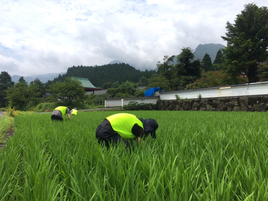 【熊本地震 復興支援】南阿蘇 雨上がりの除草支援