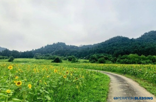 浪江のひまわり畑