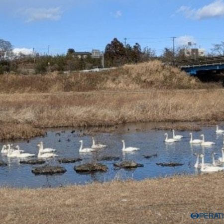 福島県浪江町　請戸川の白鳥