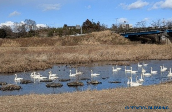 福島県浪江町　請戸川の白鳥